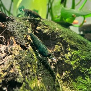 Crevette Neocaridina Davidi Green Jade