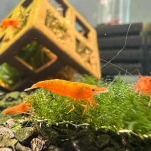 Crevette Neocaridina Davidi Orange Sunkist