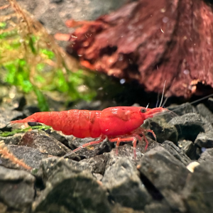 Crevette Neocaridina Davidi Red Fire