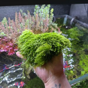 Taiwan moss poriton 15x15