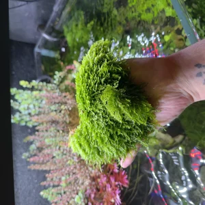 Taiwan moss poriton 15x15
