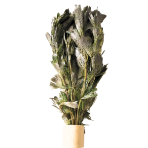 Cabomba aquatica est une plante aquatique facile à pousse rapide. idéal pour contrer les algues.