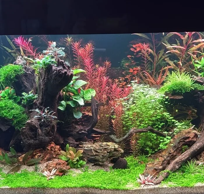 n aquascape coloré et luxuriant avec de nombreuses plantes aquarium in vitro rouges et vertes, des racines de bois et des roches, montrant le résultat d'une plantation saine. - Aquarez, votre boutique spécialisée en aquascaping et aquariophilie d'eau douce