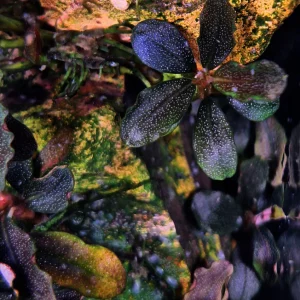 Bucephalandra 'Brownie Ghost'