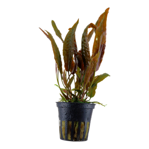 Cryptocoryne Usteriana