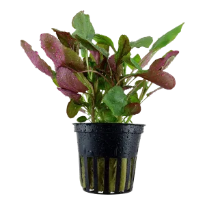 Lobelia cardinalis