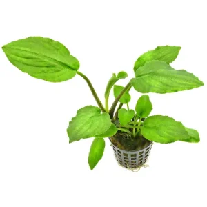 Lagenandra meeboldii Green